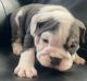 English Bulldog Puppies for sale in Albuquerque, NM, USA. price: $3,000