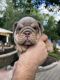 English Bulldog Puppies for sale in St. Charles, IL, USA. price: NA