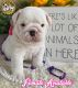 English Bulldog Puppies for sale in Islip Terrace, NY, USA. price: NA
