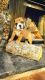 English Bulldog Puppies for sale in Laurel, MT 59044, USA. price: $3,000