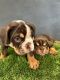 English Bulldog Puppies for sale in Southern California, CA, USA. price: $2,500