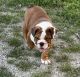 English Bulldog Puppies for sale in Albion, IN 46701, USA. price: $2,000