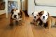 English Bulldog Puppies for sale in Los Angeles, CA, USA. price: $1,000