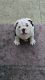 English Bulldog Puppies for sale in Graham, NC, USA. price: $3,200