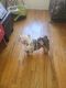 English Bulldog Puppies for sale in New York, NY, USA. price: $3,500