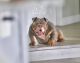 English Bulldog Puppies for sale in Boca Raton, FL, USA. price: $6,000