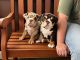 English Bulldog Puppies for sale in Greensburg, KY 42743, USA. price: NA
