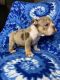 English Bulldog Puppies for sale in Houston, TX 77068, USA. price: $3,000