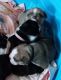 English Bulldog Puppies for sale in Cairo, GA, USA. price: NA