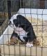 English Bulldog Puppies for sale in Rocky Mount, NC, USA. price: $2,500