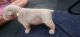 English Bulldog Puppies for sale in Conway, AR, USA. price: $1,500