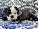English Bulldog Puppies for sale in Lancaster, PA, USA. price: NA