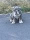 English Bulldog Puppies for sale in Kalama, WA 98625, USA. price: NA