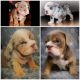 English Bulldog Puppies for sale in Salinas, CA, USA. price: $5,000