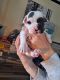 English Bulldog Puppies for sale in Cape Girardeau, MO, USA. price: $1,200