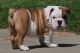 English Bulldog Puppies for sale in Dallas, TX, USA. price: $650