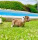 English Bulldog Puppies for sale in Naples, FL, USA. price: $2,900