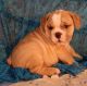 English Bulldog Puppies for sale in Clyde, NY 14433, USA. price: $1,400