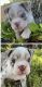 English Bulldog Puppies for sale in Houston, TX, USA. price: $3,500