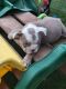 English Bulldog Puppies for sale in Loxley, AL 36551, USA. price: $2,500