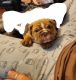 English Bulldog Puppies for sale in Madison Heights, VA 24572, USA. price: $3,500