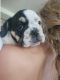 English Bulldog Puppies for sale in Midland, MI 48640, USA. price: NA