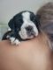 English Bulldog Puppies for sale in Midland, MI 48640, USA. price: $1,000