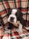 English Bulldog Puppies for sale in Midland, MI, USA. price: $2,500