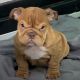 English Bulldog Puppies for sale in DeLand, FL, USA. price: $4,000