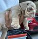 English Bulldog Puppies for sale in San Antonio, TX, USA. price: $2,400