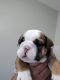 English Bulldog Puppies for sale in Niagara Falls, NY, USA. price: $2,500