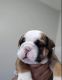 English Bulldog Puppies for sale in Indianapolis, IN, USA. price: $1,500