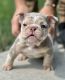 English Bulldog Puppies for sale in Naperville, IL, USA. price: $8,000