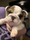English Bulldog Puppies for sale in Horse Cave, KY 42749, USA. price: $3,000