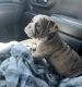 English Bulldog Puppies for sale in Mason, OH, USA. price: $1,500