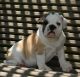 English Bulldog Puppies for sale in Neptune City, NJ, USA. price: NA
