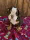 English Bulldog Puppies for sale in Nowata, OK 74048, USA. price: $2,200