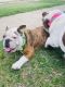 English Bulldog Puppies for sale in Fort Worth, TX, USA. price: $1,500