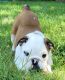 English Bulldog Puppies for sale in Cheshire, CT, USA. price: $3,800