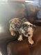 English Bulldog Puppies for sale in Lehigh Acres, FL, USA. price: NA