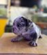 English Bulldog Puppies for sale in Lancaster, CA, USA. price: $3,500