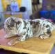 English Bulldog Puppies for sale in Lancaster, CA, USA. price: $2,500
