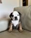 English Bulldog Puppies for sale in Manhattan, KS, USA. price: $1,500