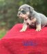 English Bulldog Puppies for sale in Gulfport, MS, USA. price: NA