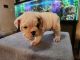 English Bulldog Puppies for sale in Clarksville, TN, USA. price: $2,500
