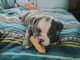 English Bulldog Puppies for sale in Mandarin, Jacksonville, FL 32223, USA. price: $2,500