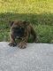 English Bulldog Puppies for sale in Mt Dora, FL 32757, USA. price: $3,800