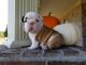 English Bulldog Puppies for sale in 6607 Cove Creek Dr, Billings, MT 59106, USA. price: $950