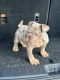 English Bulldog Puppies for sale in 2515 Piddler Dr, Spring, TX 77373, USA. price: $2,000