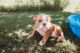 English Bulldog Puppies for sale in La Verkin, UT, USA. price: $4,500